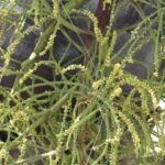 Dypsis decaryi – fotografia rastliny