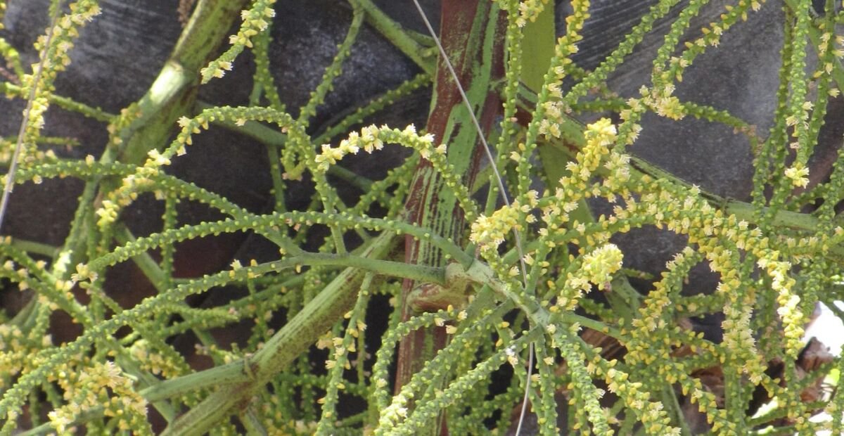 Dypsis decaryi – plant photo