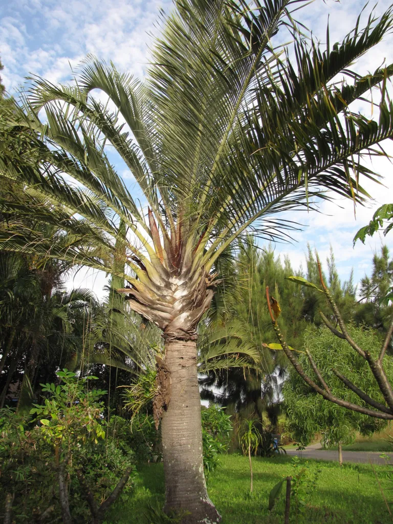 Dypsis decaryi – natürliche Wuchsform, Pflanzenfoto