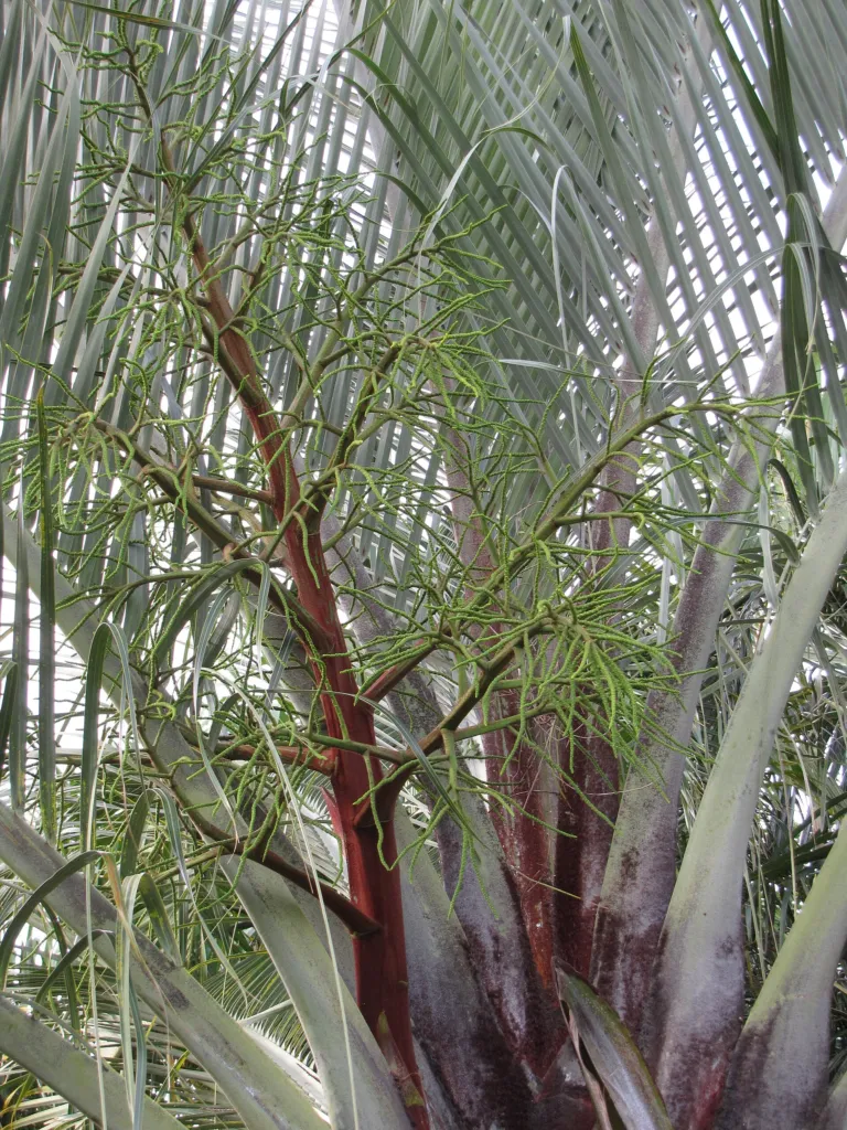 Dypsis decaryi – Blüten in Nahaufnahme, Pflanzenfoto