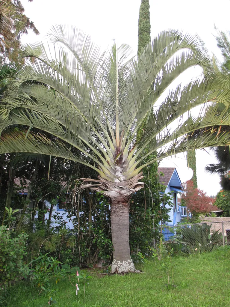 Dypsis decaryi – natürliche Wuchsform, Pflanzenfoto