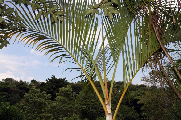 Areca Palm (Dypsis lutescens) – in a garden setting, plant photo