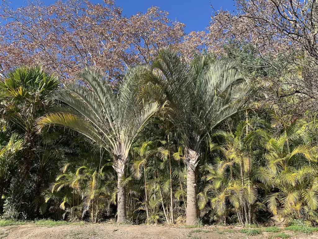 Goldfruchtpalme (Dypsis lutescens) – im Garten, Pflanzenfoto