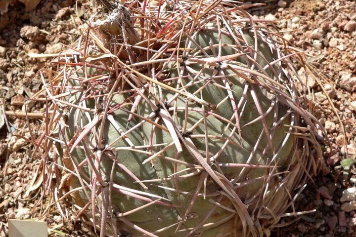 Echinocactus 'Horizonthalonius'