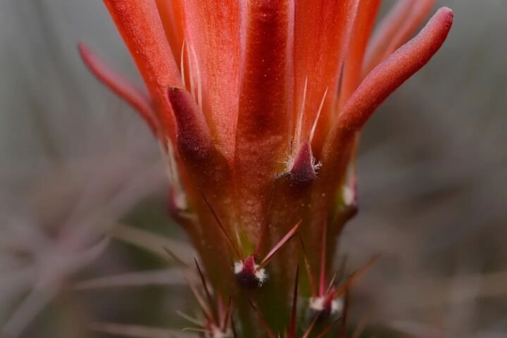 Echinocereus 'Coccineus'
