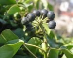 Edera comune (Hedera helix): guida alla coltivazione