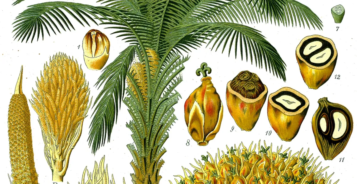 African Oil Palm (Elaeis guineensis) – plant photo