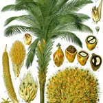African Oil Palm (Elaeis guineensis) – plant photo