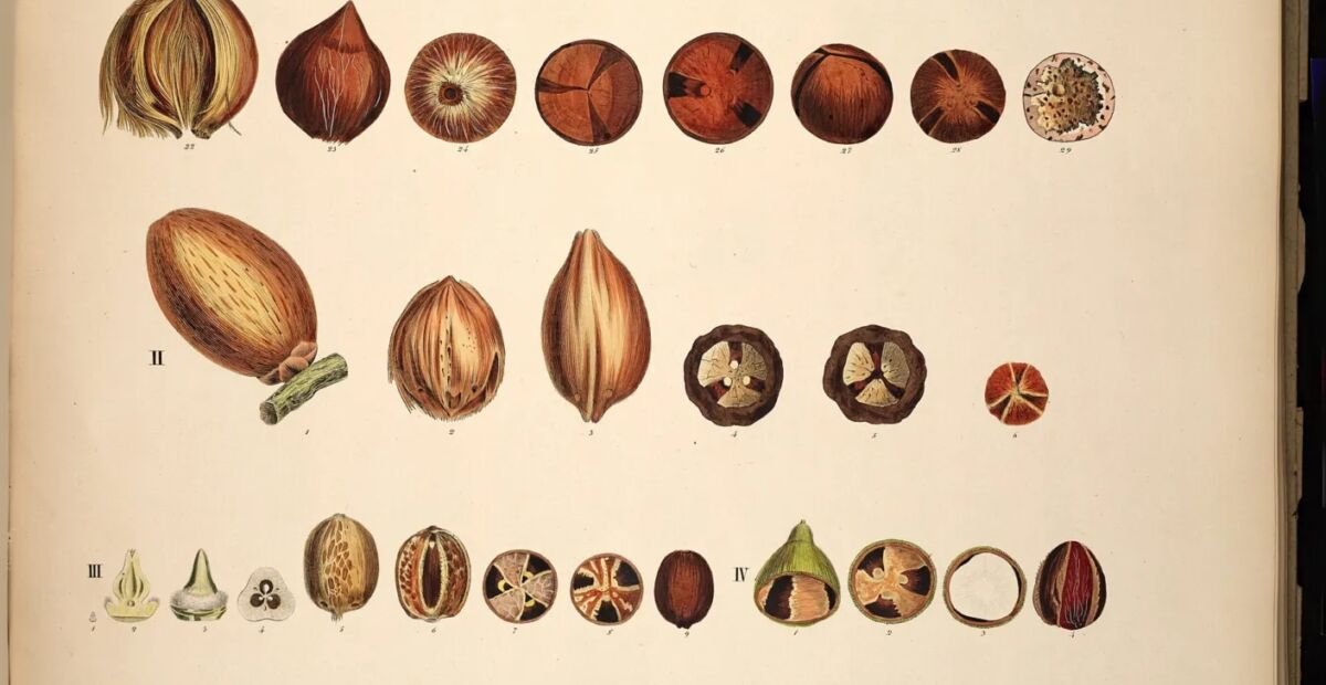 Elaeis oleifera – fotografia rastliny