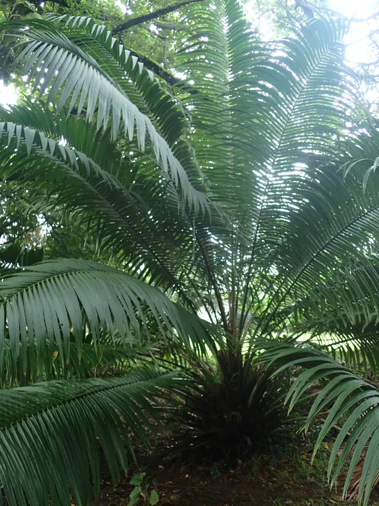 Palma da olio americana (Elaeis oleifera) – characteristic appearance, plant photo
