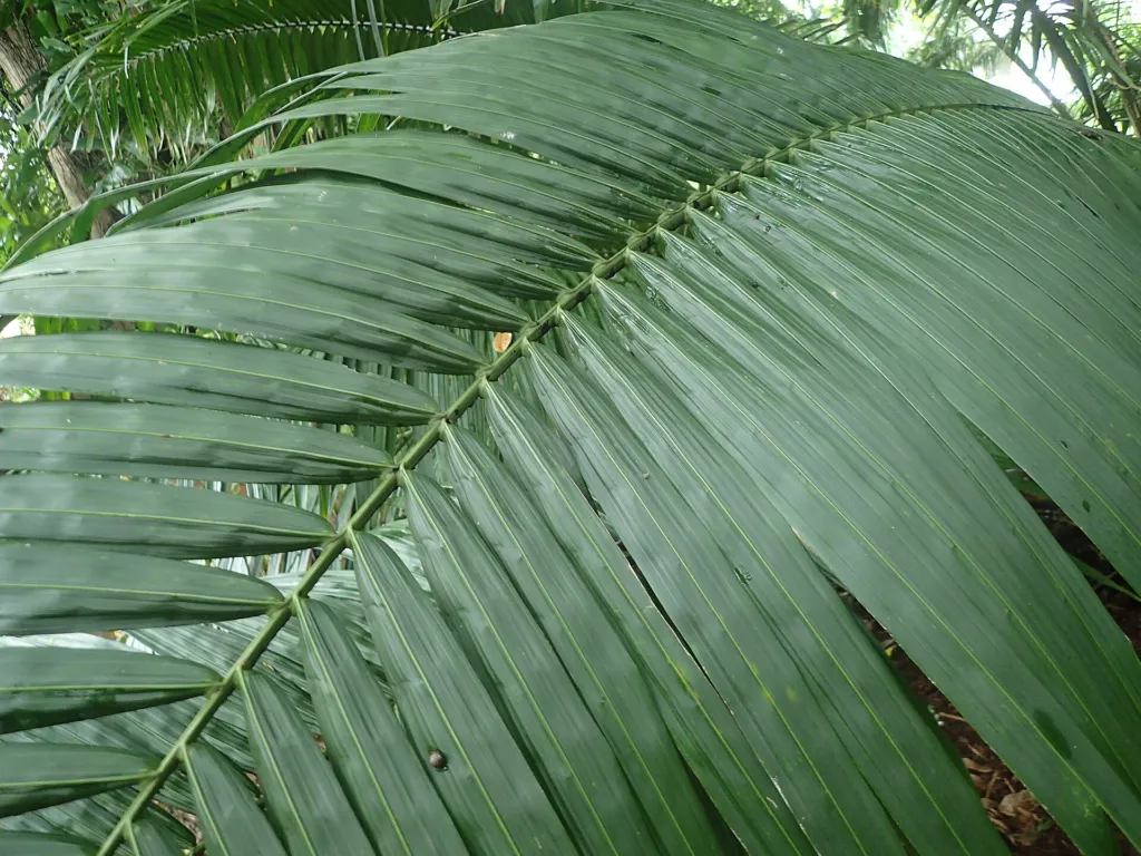 Palma da olio americana (Elaeis oleifera) – characteristic appearance, plant photo