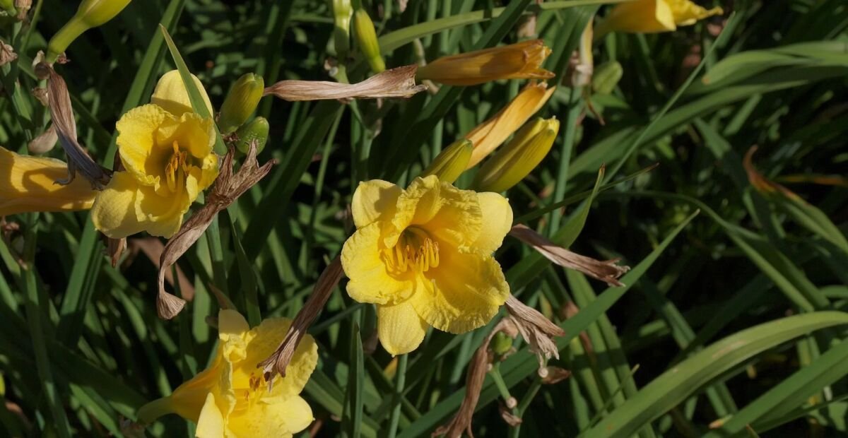 Emerocallide Stella de Oro (Hemerocallis stella 'de Oro') – plant photo
