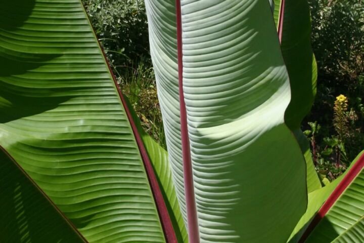 Ensete ventricosum