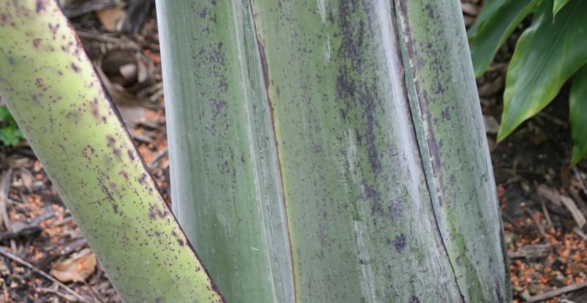 Ensete glaucum – plant photo
