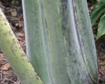 Guida alla coltivazione di Ensete glaucum