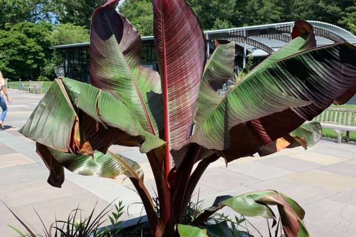 Ensete ventricosum 'Maurelii'