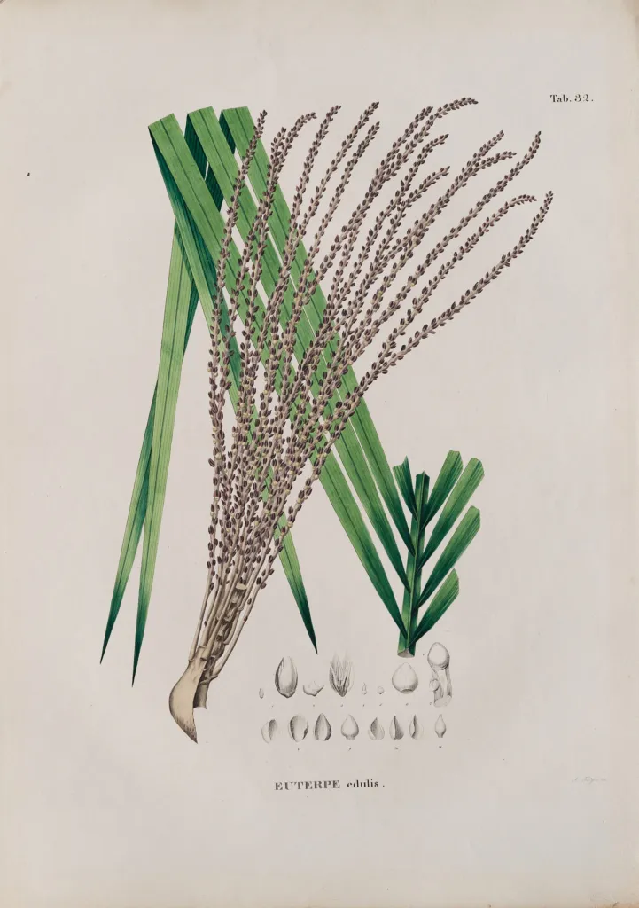 juçara (Euterpe edulis) – characteristic appearance, plant photo