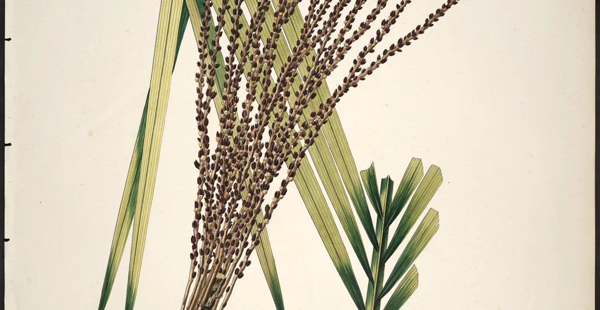 juçara (Euterpe edulis) – plant photo