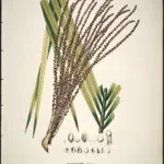 juçara (Euterpe edulis) – plant photo