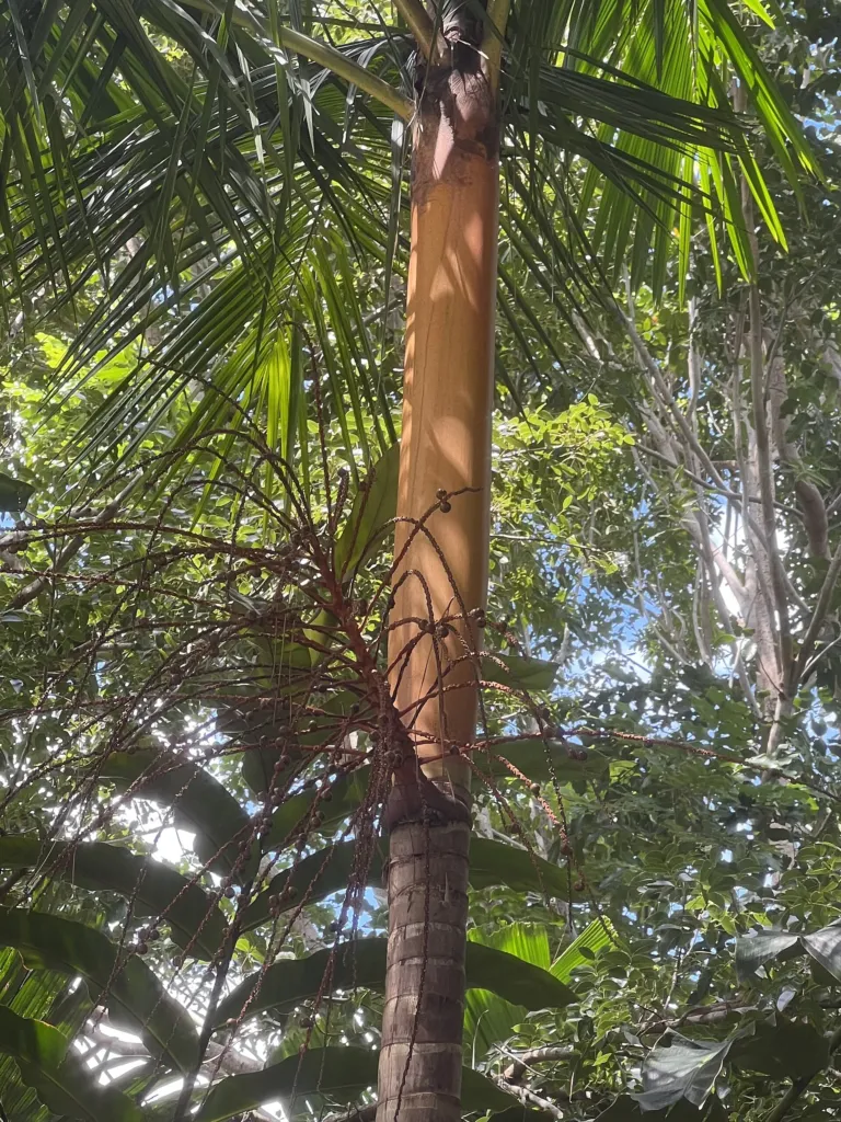 juçara (Euterpe edulis) – characteristic appearance, plant photo