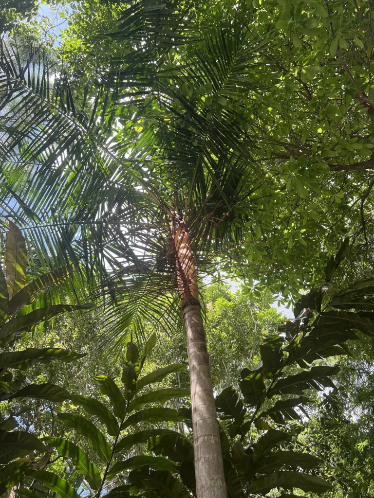 juçara (Euterpe edulis) – characteristic appearance, plant photo
