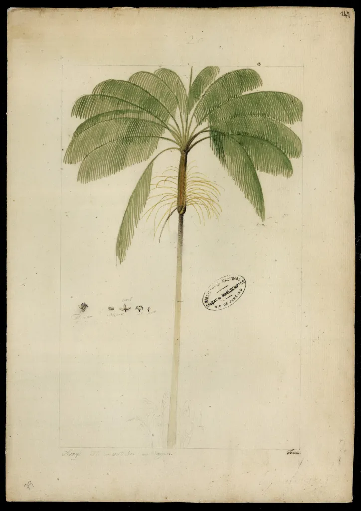 Açaí-Palme (Euterpe oleracea) – typisches Erscheinungsbild, Pflanzenfoto