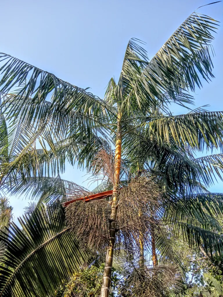 Açaí-Palme (Euterpe oleracea) – typisches Erscheinungsbild, Pflanzenfoto