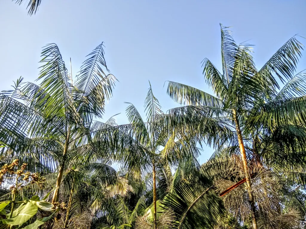 Açaí-Palme (Euterpe oleracea) – typisches Erscheinungsbild, Pflanzenfoto
