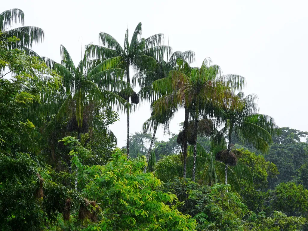 Açaí-Palme (Euterpe oleracea) – typisches Erscheinungsbild, Pflanzenfoto
