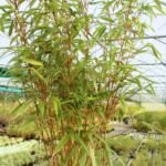 Fargesia ʽRufa’ (Fargesia rufa) – foto della pianta