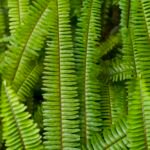 Felce a lisca di pesce (Nephrolepis cordifolia) – foto della pianta