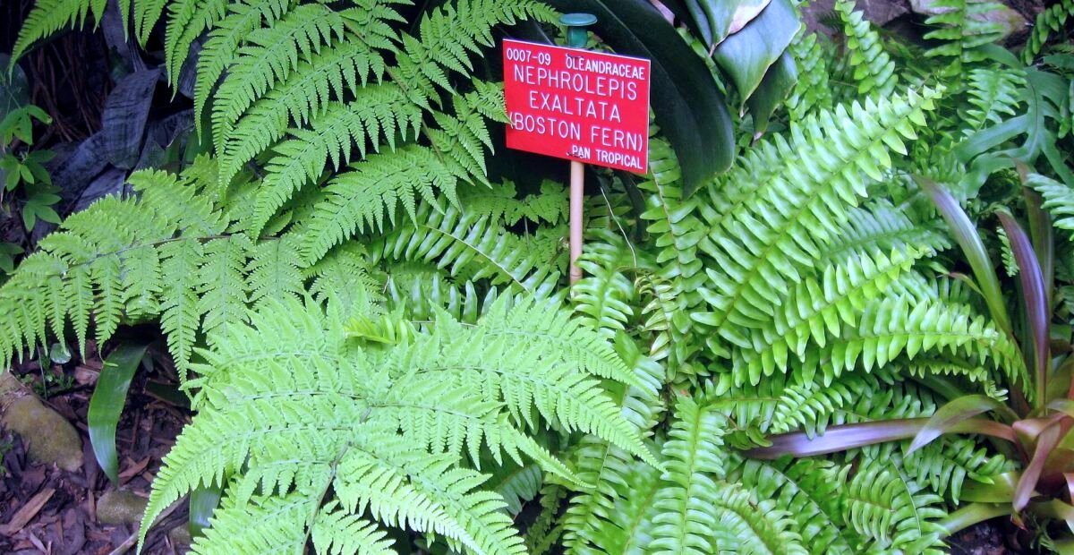 Felce di Boston (Nephrolepis exaltata) – plant photo