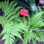 Felce di Boston (Nephrolepis exaltata) – foto della pianta
