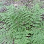 Felce maschio dilatata (Dryopteris dilatata) – foto della pianta
