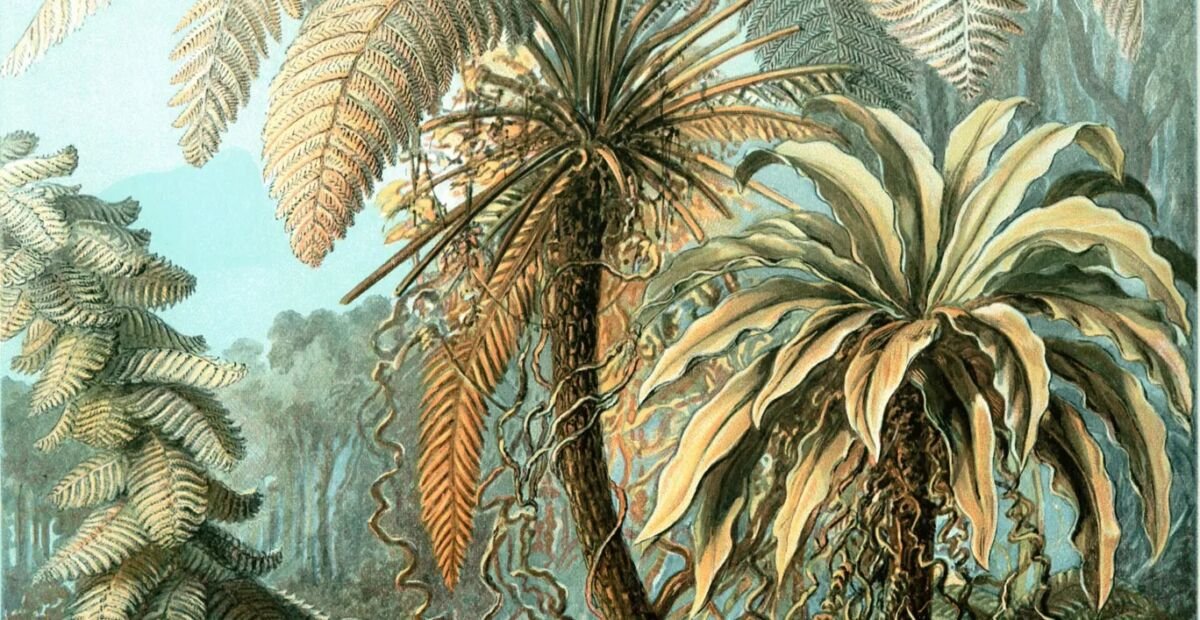 Felce nido d'uccello (Asplenium nidus) – plant photo