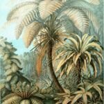 Felce nido d'uccello (Asplenium nidus) – foto della pianta