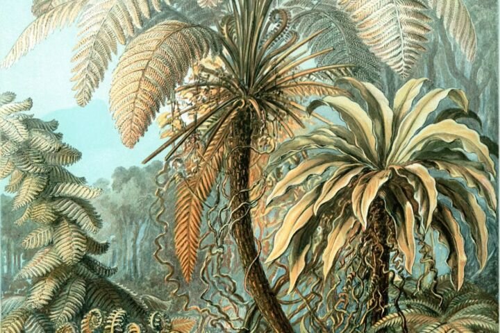 Asplenium nidus