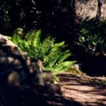 Felce spada occidentale (Polystichum munitum) – foto della pianta
