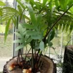felce zampa d’orso (Phlebodium aureum) – foto della pianta