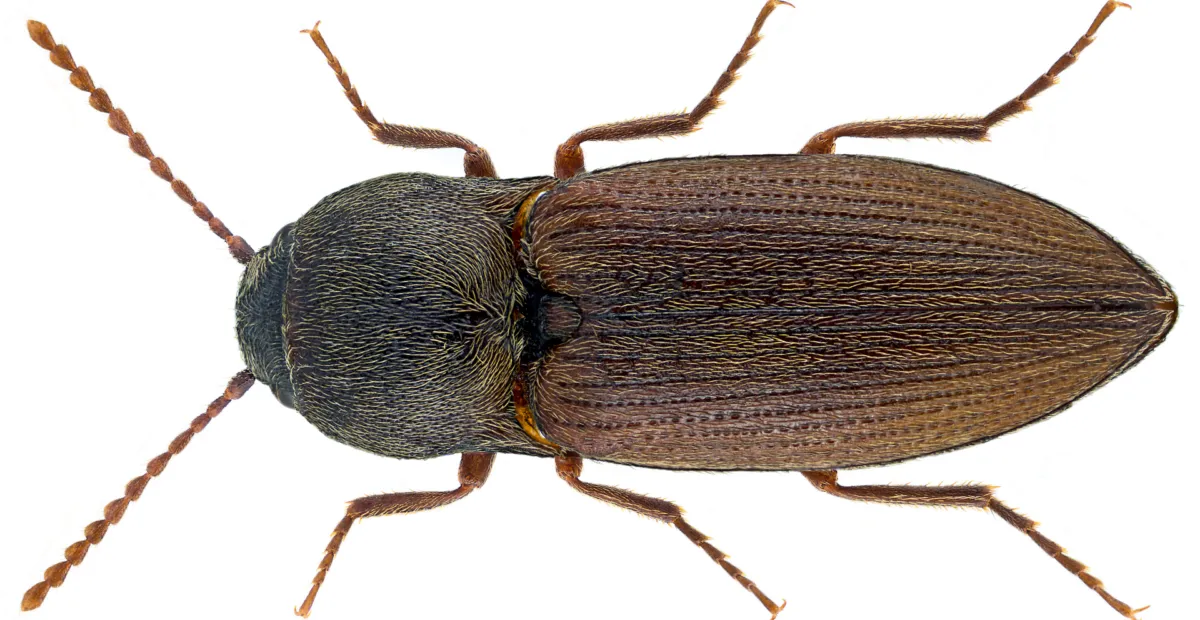Ferretto scuro