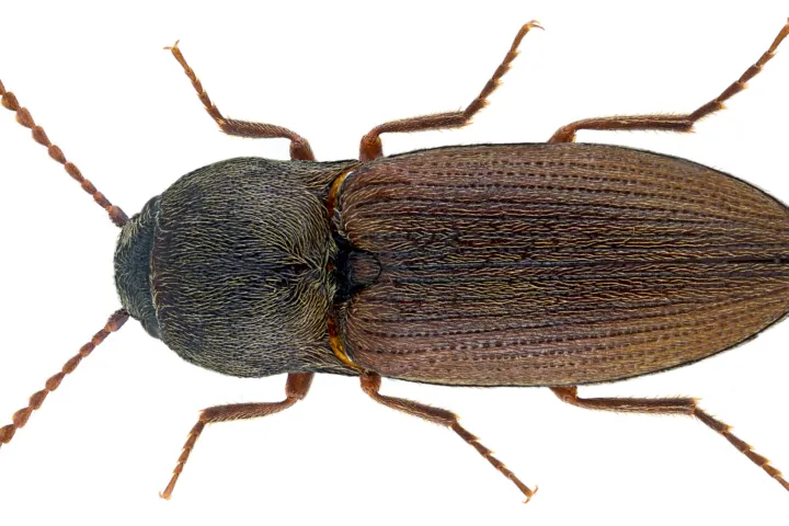 Ferretto scuro