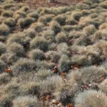 Blue Fescue (Festuca glauca) – plant photo