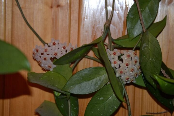 Hoya carnosa