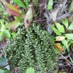 Fischschwanzpalme (Caryota mitis) – Pflanzenfoto