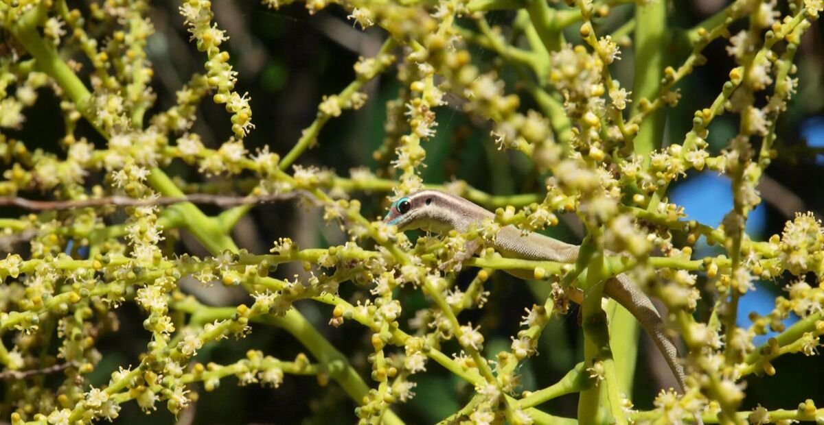 Flaschenpalme (Hyophorbe lagenicaulis) – Pflanzenfoto