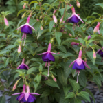 Fuchsia 'Ben Jammin' – foto della pianta