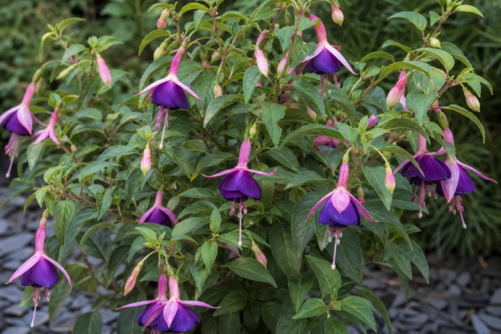 Fuchsia 'Ben Jammin'