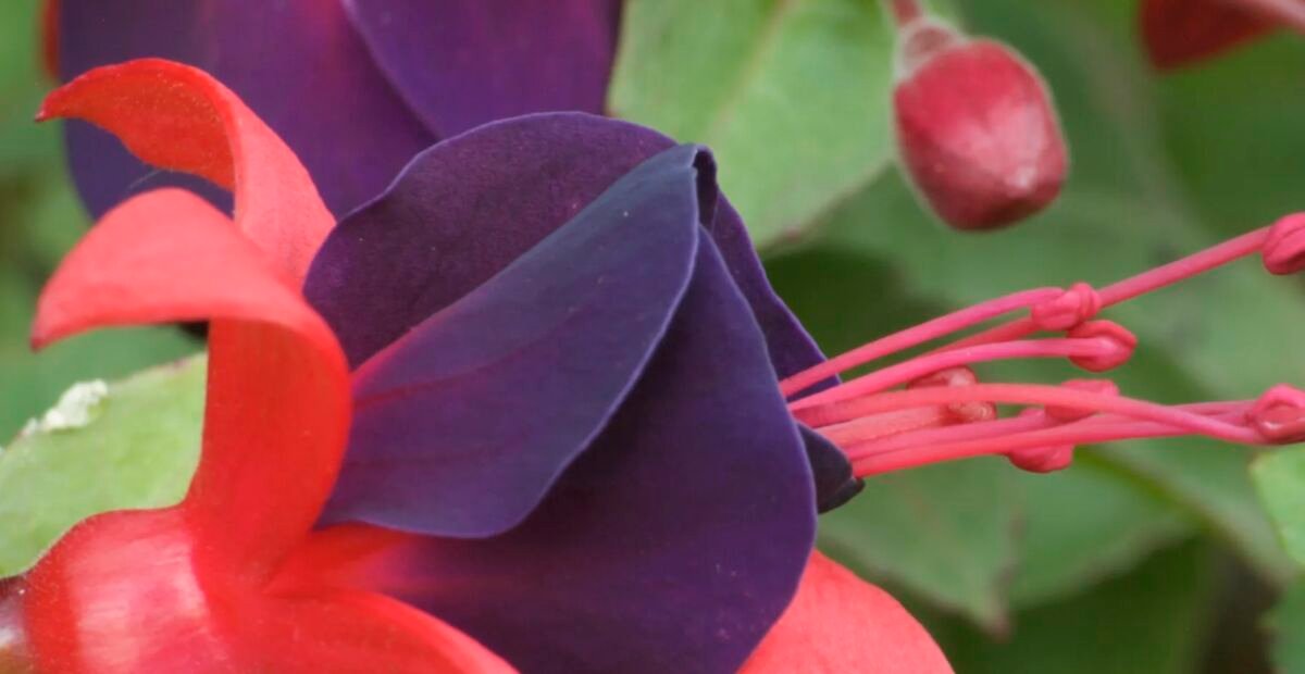 Fuchsia 'Black Prince' – plant photo