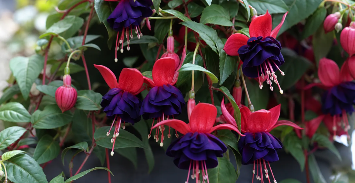 Fuchsia 'Dark Eyes' – plant photo