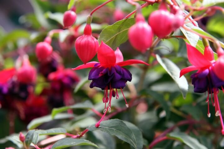 Fuchsia 'Dollar Princess'